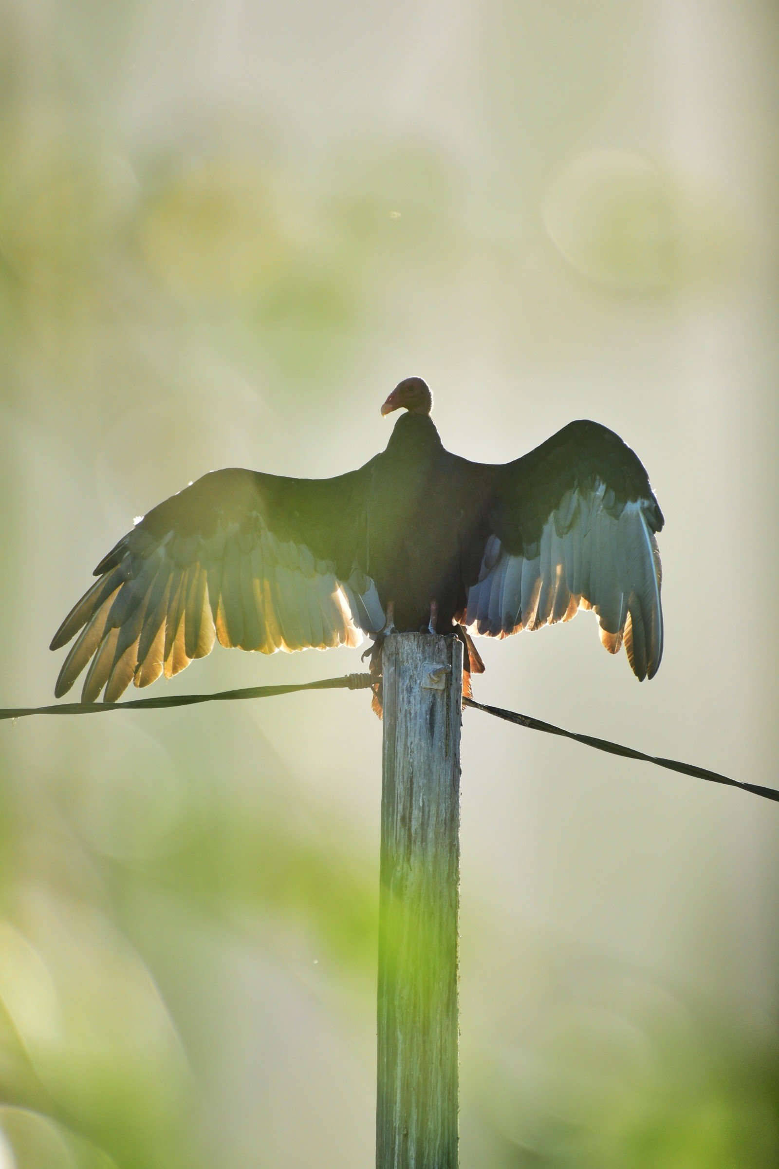 Fotografía de un pájaro abriendo las alas. 